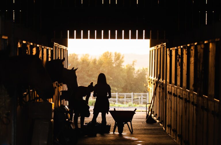 box chevaux