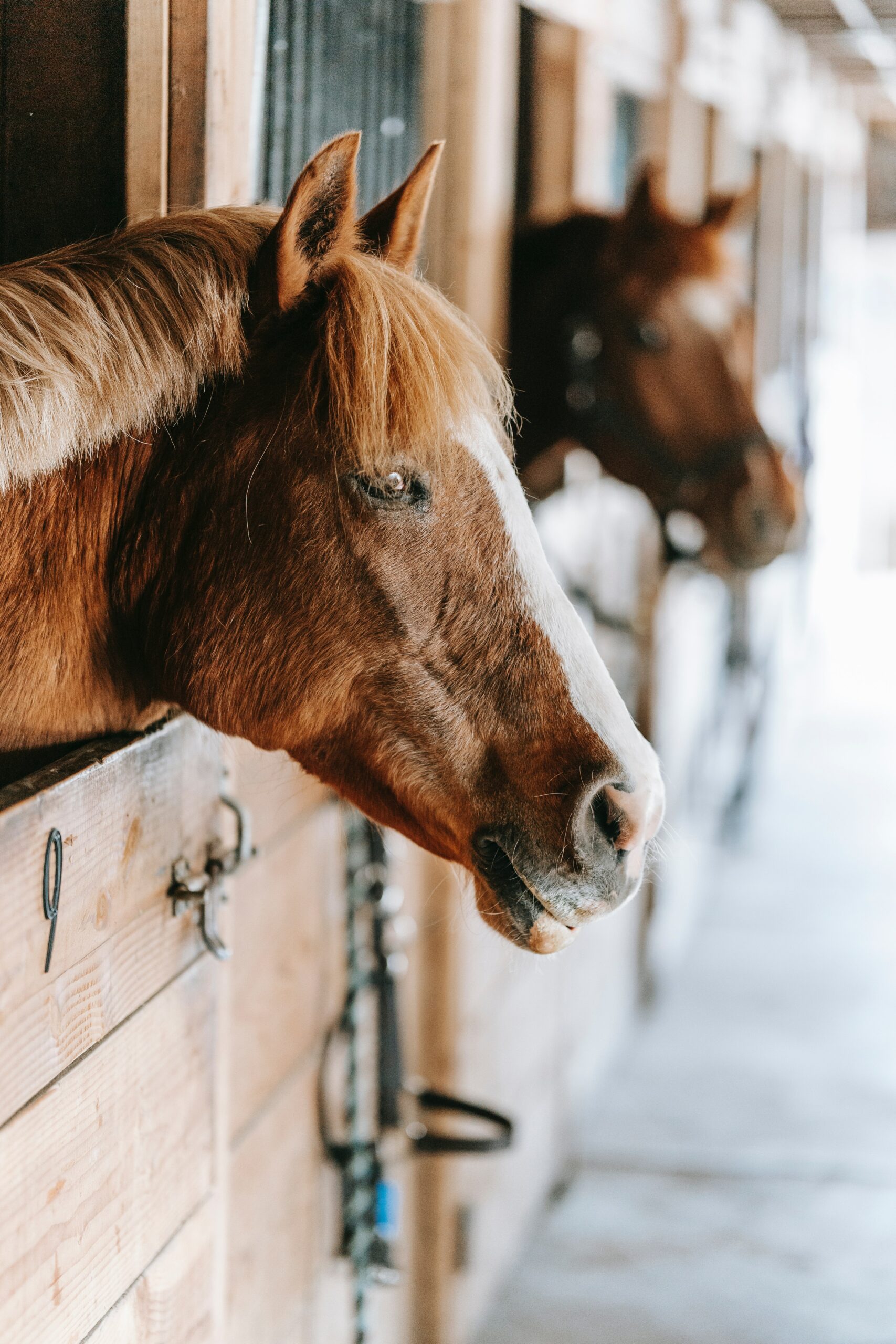 box cheval