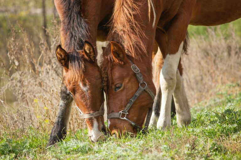 cheval et poulain