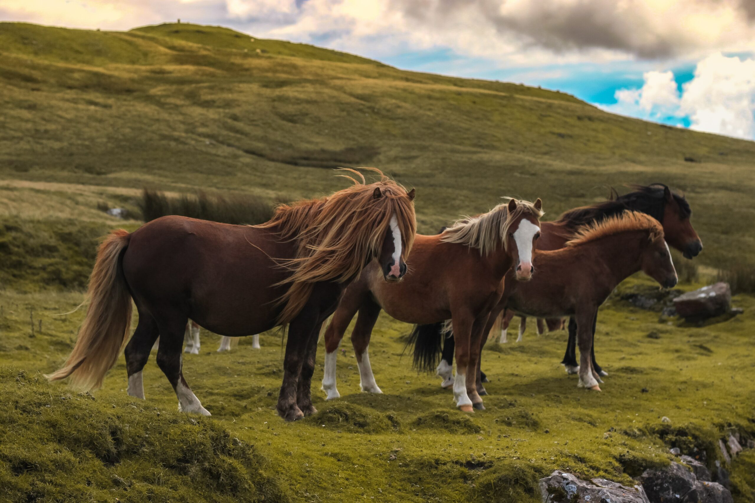 chevaux au pré